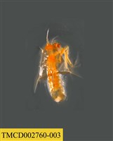 藏品(瓷蟹幼體)的圖片